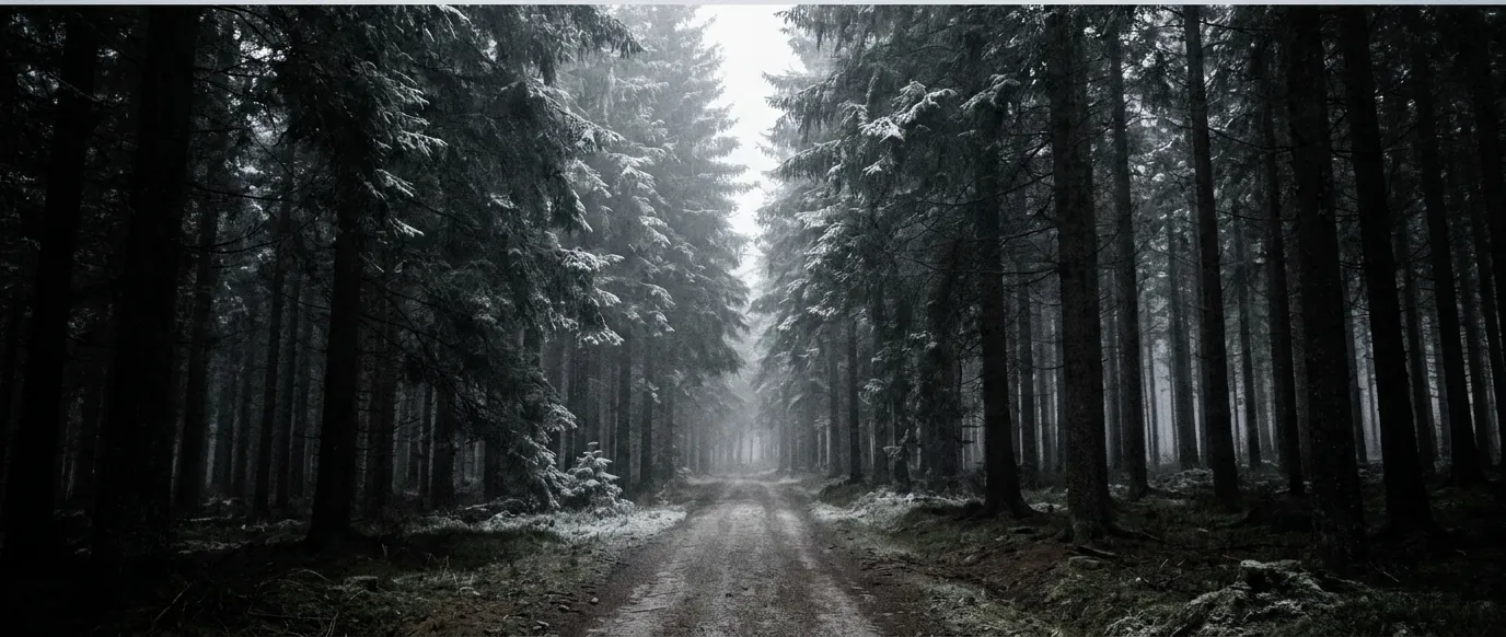 A misty corridor of spruce receding into fog