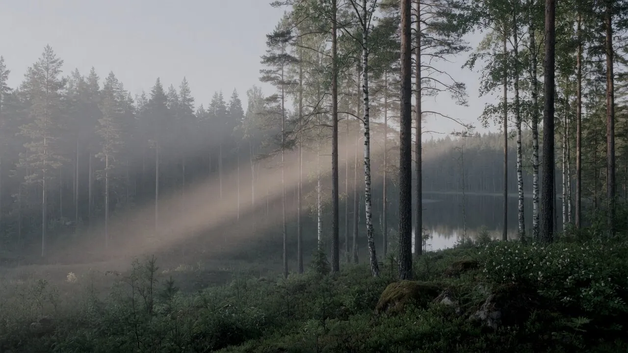 Cold morning mist over a still forest lake, pale light breaking through the pines